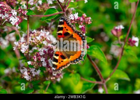 Kleiner Schildpatt-Schmetterling, der sich von wildem Thymian ernährt Stockfoto