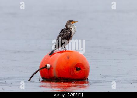 Doppelwandiger Kormoran auf Boje Stockfoto