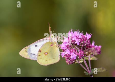 Golden Eight - Colias Hyale Saugt Mit Seinem Stammnektar Aus Einer Oregano-Blume - Origanum Vulgare Stockfoto