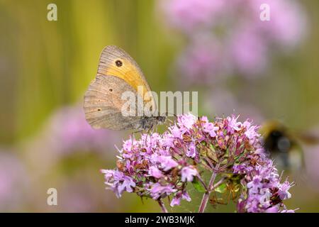 Ochse - Maniola Jurtina Auf Origanum Vulgare Stockfoto