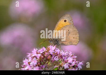 Ochse - Maniola Jurtina Auf Origanum Vulgare Stockfoto