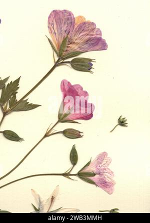 Gepresste Sommerblumen auf cremefarbenem Hintergrund. Stockfoto