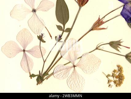 Gepresste Sommerblumen auf cremefarbenem Hintergrund. Stockfoto