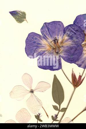 Gepresste Sommerblumen auf cremefarbenem Hintergrund. Stockfoto