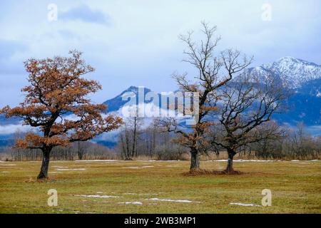 DEU, Deutschland, Bayern, Murnau, 13.12.2023: Blick nach Süden über das Naturschutzgebiet Murnauer Moos in Oberbayern *** DEU, Germany, Bavaria, Murnau, 13 12 2023 Blick nach Süden über das Naturschutzgebiet Murnauer Moos in Oberbayern Stockfoto