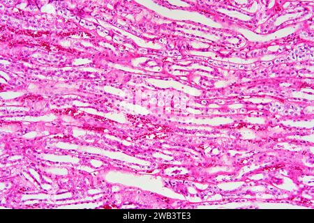 Humanes kuboidales Epithel der Niere. X 75 bei 10 cm Breite. Stockfoto