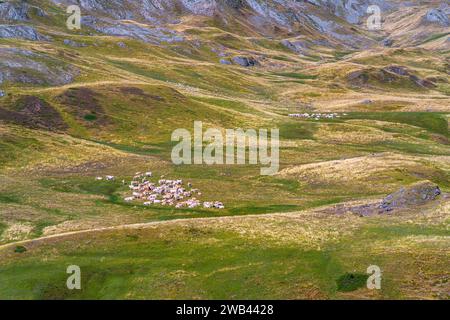 Berglandschaft, französische Pyrenäen. Eine Rinderherde auf grüner Weide Stockfoto