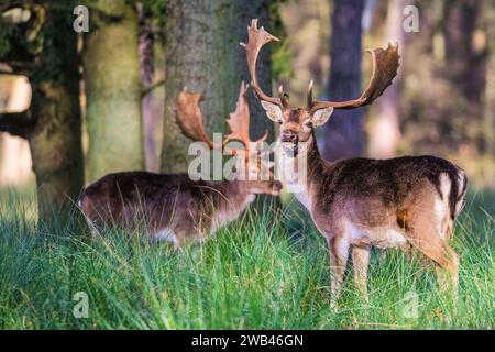 Dülmen, NRW, Deutschland. Januar 2024. Zwei Damhirschböcke (Dama dama) stehen auf dem gefrorenen Gras in der Nähe des Waldes im Naturschutzgebiet Dülmen. Ein plötzlicher Kälteeinbruch brachte Bodenfrost und Temperaturen unter dem Gefrierpunkt in NRW, aber auch zum ersten Mal seit mehreren Wochen schöne Sonnenstrahlen. Quelle: Imageplotter/Alamy Live News Stockfoto