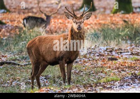 Dülmen, NRW, Deutschland. Januar 2024. Ein junger Rothirsch (cervus elaphus) steht auf dem gefrorenen Boden in Waldnähe und erwärmt sich bei Sonnenschein im Naturschutzgebiet Dülmen. Ein plötzlicher Kälteeinbruch brachte Bodenfrost und Temperaturen unter dem Gefrierpunkt in NRW, aber auch zum ersten Mal seit mehreren Wochen schöne Sonnenstrahlen. Quelle: Imageplotter/Alamy Live News Stockfoto