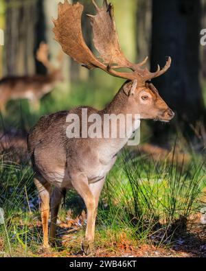 Dülmen, NRW, Deutschland. Januar 2024. Auf dem gefrorenen Gras in Waldnähe stehen Galgenhirschböcke (Dama Dama), die sich bei Sonnenschein im Naturschutzgebiet Dülmen aufwärmen. Ein plötzlicher Kälteeinbruch brachte Bodenfrost und Temperaturen unter dem Gefrierpunkt in NRW, aber auch zum ersten Mal seit mehreren Wochen schöne Sonnenstrahlen. Quelle: Imageplotter/Alamy Live News Stockfoto