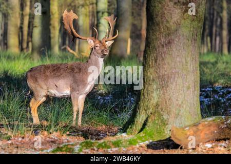 Dülmen, NRW, Deutschland. Januar 2024. Auf dem gefrorenen Gras in Waldnähe steht ein Damhirsch (Dama dama), der sich bei Sonnenschein im Naturschutzgebiet Dülmen erwärmt. Ein plötzlicher Kälteeinbruch brachte Bodenfrost und Temperaturen unter dem Gefrierpunkt in NRW, aber auch zum ersten Mal seit mehreren Wochen schöne Sonnenstrahlen. Quelle: Imageplotter/Alamy Live News Stockfoto