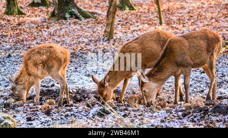 Dülmen, NRW, Deutschland. Januar 2024. Die Waldhüter haben an einigen Stellen Zuckerrübenwurzeln geliefert und diese beiden Rotwild (cervus elaphus) hindern mit einem jungen Jungtier dankbar an dem Futter, während der Boden gefroren ist. Ein plötzlicher Kälteeinbruch brachte Bodenfrost und Temperaturen unter dem Gefrierpunkt in NRW, aber auch zum ersten Mal seit mehreren Wochen schöne Sonnenstrahlen. Quelle: Imageplotter/Alamy Live News Stockfoto