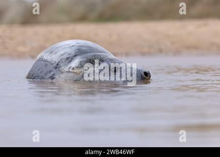 Grausiegel (Halichoerus grypus) Jungtier in einer Pfütze Norfolk Januar 2024 Stockfoto
