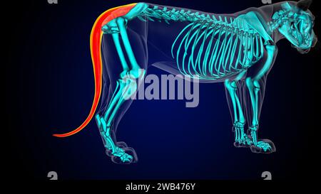 Schwanzmuskel der Löwenmuskelanatomie zur medizinischen 3D-Illustration des Konzepts Stockfoto