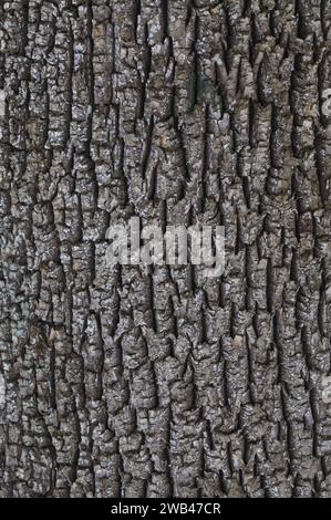 Die Rinde einer weißen Asche, Fraxinus americana, wächst in den Adirondack Mountains im Bundesstaat New York Stockfoto