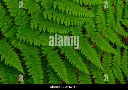 Spinulose Wood Fern (Dryopteris carthusiana) wächst im Sommer in den Siamesischen Teichen Wilderness Areabin in den Adirondack Mountains im Bundesstaat New York Stockfoto