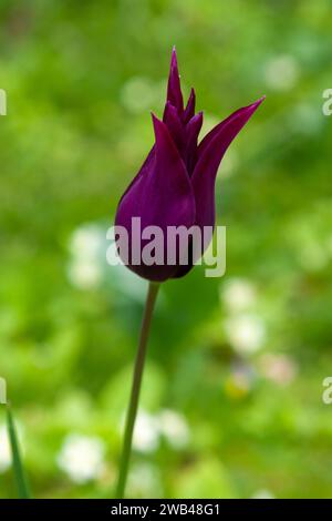 Nahaufnahme einer einzigen Blüte: tulip 'Purple Dream', Arundel Castle Gardens, West Sussex, Großbritannien Stockfoto