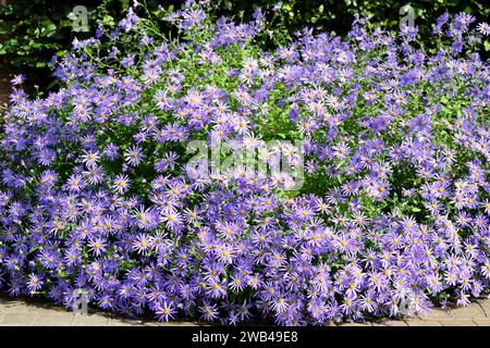 Sternenviolette Spätsommerblumen von michaelmas Gänseblümchen oder Aster x frikartii „Mönch“ Stockfoto