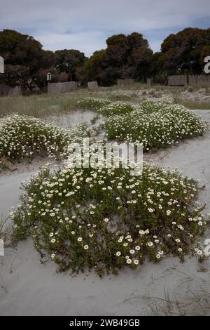 Blüten wilder Gänseblümchen, die im Sand einer Düne am Ufer des Mittelmeers wachsen. Holzzaun und Bäume im Hintergrund. Wolkiger Himmel im sp Stockfoto