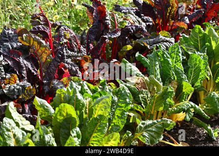 Kontrastierende rote und gelbe Blätter und Stämme von Mangold, die im britischen Garten im September angebaut werden Stockfoto