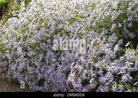 Sternenblassviolette Spätsommerblumen von michaelmas Gänseblümchen oder Aster x frikartii, die im britischen Garten im September wachsen Stockfoto