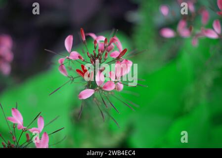 Hintergrund, blühende Pflanze, verschwommener Hintergrund, Bokeh, botanisches Wunder, Cleome Houtteana, Nahaufnahme, Detail, Flora, blumig, Blumenspikelett, Blume Stockfoto