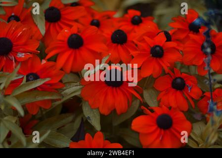 Eine schöne Auswahl an Gänseblümchen der Art Rudbeckia hirta oder der schwarzäugigen Susan in Rot. Diese Blume ist eine Zierpflanze. Von der Aster-Familie. Stockfoto