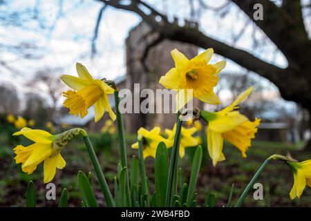 Brighton, 8. Januar 2024: Narzissen sind unsaisonal früh auf dem St. Nicholas' Churchyard im Zentrum von Brighton unterwegs. Credit: Andrew Hasson/Alamy Live News Stockfoto