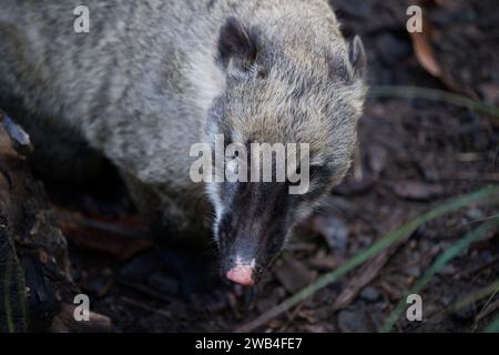 Ein braunnassiger Coati im Londoner Zoo Stockfoto