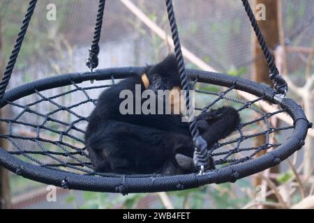 Ein männlicher weißwandiger Gibbon aus dem Norden, der in einer Hängematte im Londoner Zoo ruht Stockfoto