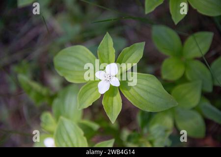 Bunchberry-Blüte auf dem Waldboden in Cypress Hills, Alberta, Kanada Stockfoto