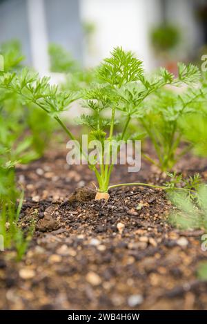 Karotte Wächst Im Gartenbett - Bio-Gemüse In Ihrem Eigenen Garten, Nahaufnahme Stockfoto