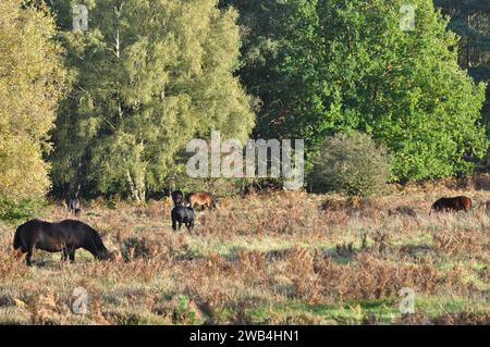 Knettishall Heath, Suffolk, England, Großbritannien. Stockfoto