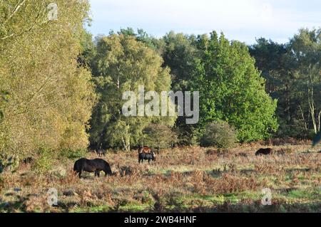 Knettishall Heath, Suffolk, England, Großbritannien. Stockfoto