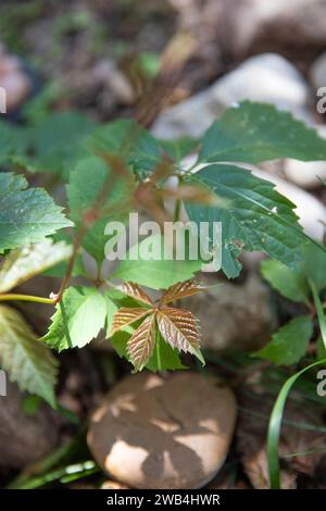 Virginia Creeper schlängelt sich durch einen schattigen Steingarten Stockfoto