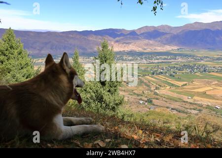 Ein Hund im Chong-Kemin-Nationalpark in Kirgisistan in Zentralasien Stockfoto