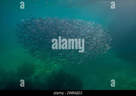 Köderkugel von schülenden Sardellen Fische unter Wasser im Atlantik, Europäische Sardellen Engraulis encrasicolus, Naturszene, Spanien, Galicien Stockfoto