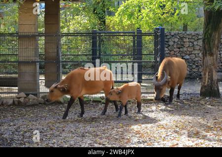 Ein afrikanisches Büffelkalb, cape Buffalo, Syncerus Caffer nanus Stockfoto