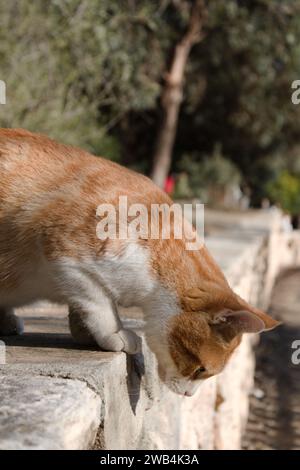 Katze im Park Nicosia Stockfoto