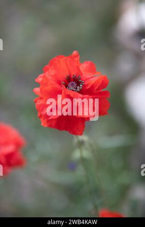 Rot geraffter Doppelmohn, Gedenktag, Kanada Stockfoto