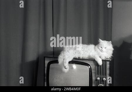 1960er Jahre, historisch, in einem vorderen Zimmer oder Lounge, eine Katze, die sich entspannt, auf einem Fernsehset der Ära liegend, England, Großbritannien. Stockfoto