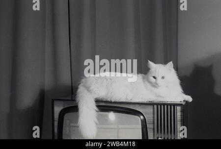 1960er Jahre, historisch, in einem vorderen Zimmer oder Lounge, eine Katze, die sich entspannt, auf einem Fernsehset der Ära liegend, England, Großbritannien. Stockfoto