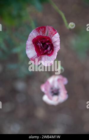 Roten und weißen Mohn Blumen Stockfoto