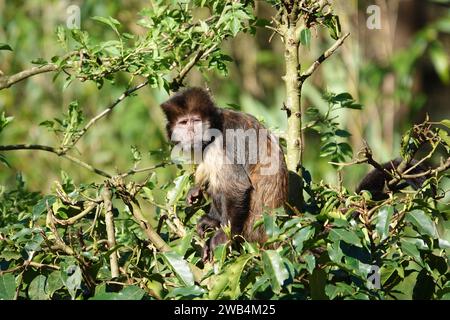 SteinbauchKapuzinerkapuchine oder buffy-Head-Kapuzinerkapuchine (Sapajus xanthosternos) Stockfoto