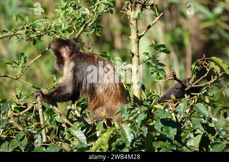 SteinbauchKapuzinerkapuchine oder buffy-Head-Kapuzinerkapuchine (Sapajus xanthosternos) Stockfoto