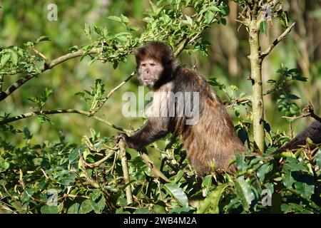 SteinbauchKapuzinerkapuchine oder buffy-Head-Kapuzinerkapuchine (Sapajus xanthosternos) Stockfoto
