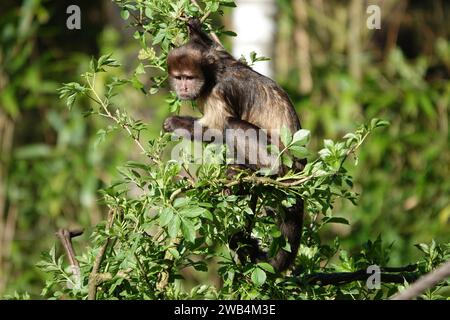 SteinbauchKapuzinerkapuchine oder buffy-Head-Kapuzinerkapuchine (Sapajus xanthosternos) Stockfoto