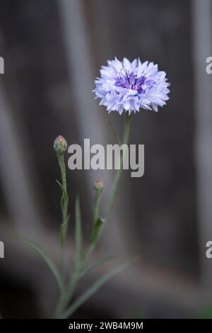 Hellblaue batchelors Knöpfe, schließen Sie den Hüttengarten Stockfoto