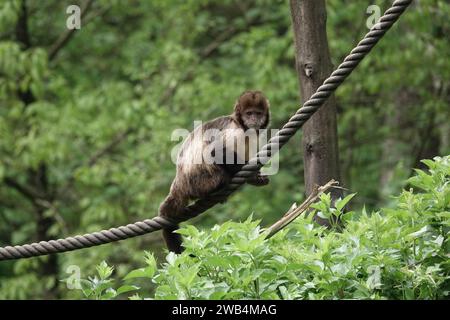 SteinbauchKapuzinerkapuchine oder buffy-Head-Kapuzinerkapuchine (Sapajus xanthosternos) Stockfoto