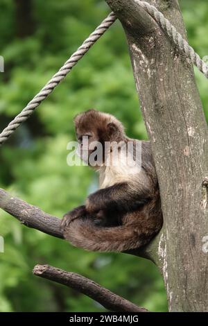 SteinbauchKapuzinerkapuchine oder buffy-Head-Kapuzinerkapuchine (Sapajus xanthosternos) Stockfoto